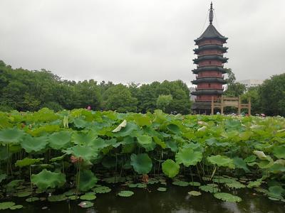 湖州游,一天帶你賞完湖州市區_府廟